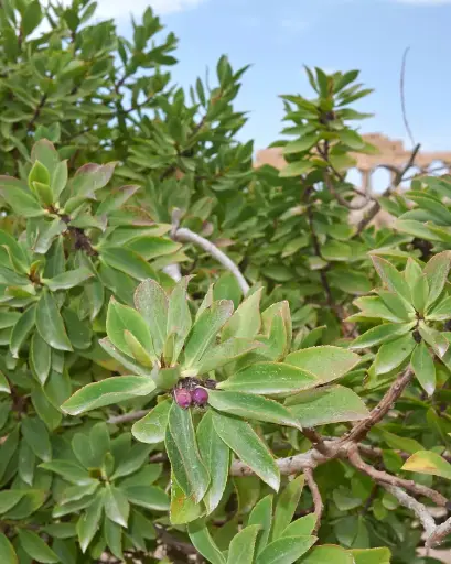 [PRL068] Myoporo Arbustivo