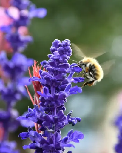 [PRL022] Lavanda Blue Spear