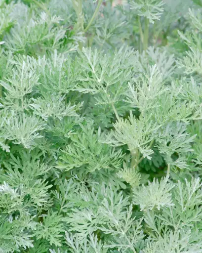 [PRL012] Artemisia 'Powis Castle'