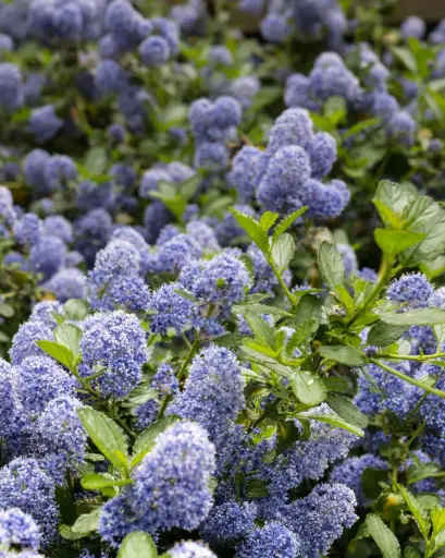 [PRL041] Ceanoto rastrero