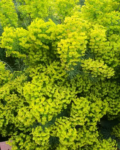 [PRL017] Euphorbia Characcias