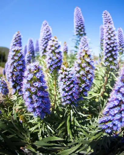 [PRL061] Echium Fastuosum