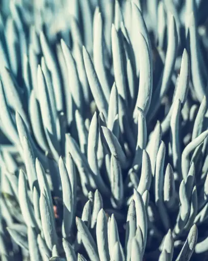 [PRL018] Senecio Serpens