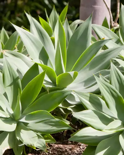 [PRL030] Agave attenuata true beauty