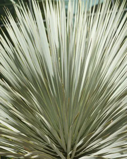 [PRL036] Yucca Blue Velvet