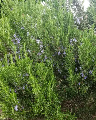 [PRL074] Romero Rastrero