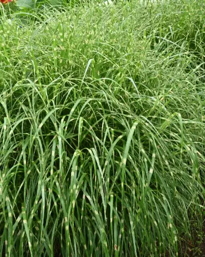 [PRL082] Poa Iridifolia