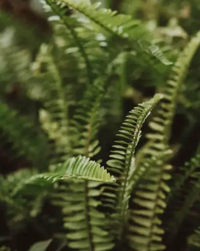 [PRL095] Helecho Espada