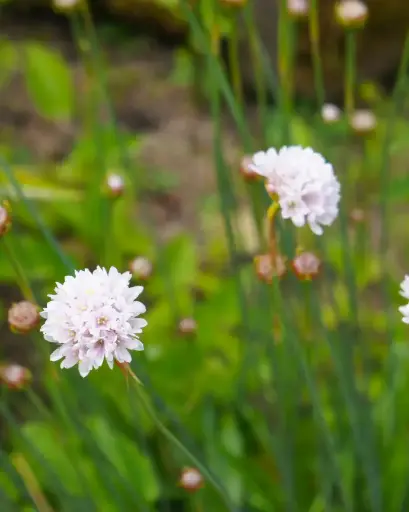 [PRL043] Armeria Pseudarmeria