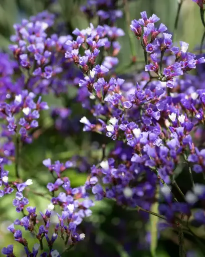 [PRL001] Limonium Perezi