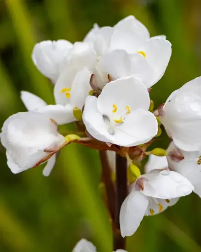 [PRL005] Calle Calle