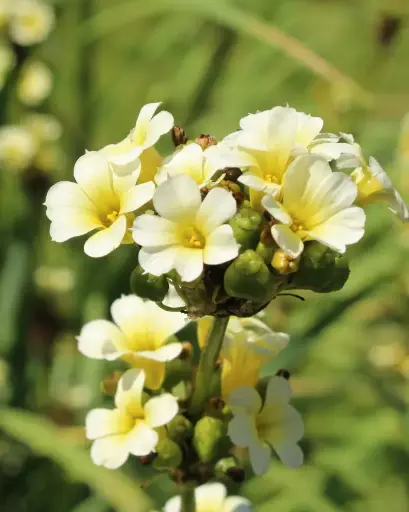 [PRL006] Huilmo / Junquillo Rayado