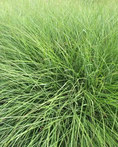 Paspalum Haumanii