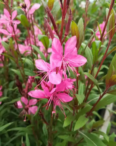 [PRL014] Gaura fuccia