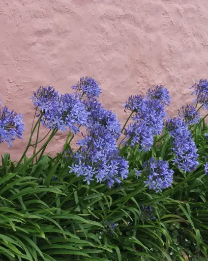 [PRL026] Agapanthus storm cloud
