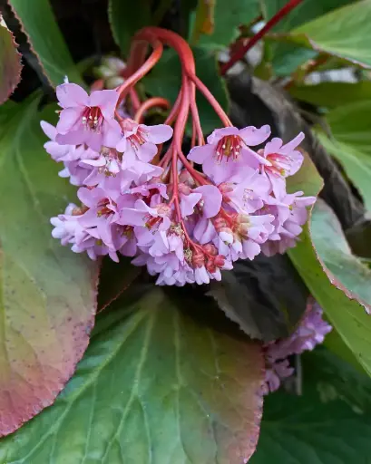 [PRL052] Hortencia de invierno