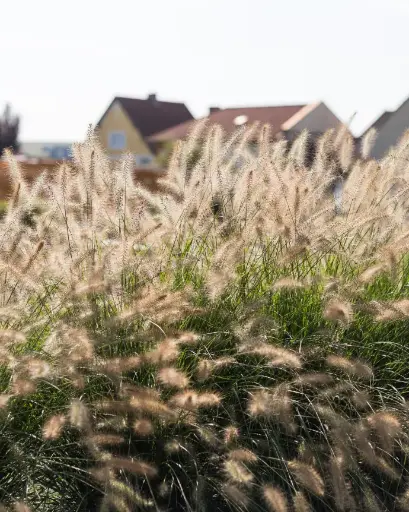 [PRL021] Pennisetum thunbergii