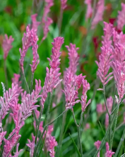 [PRL044] Anigozantho Rosado