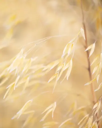 [PRL020] Stipa Gigantea