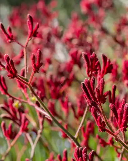 [PRL087] Anigozanthos Burdeo