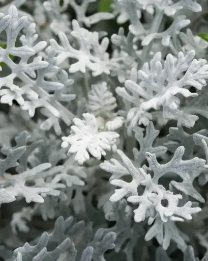 [PRL059] Cineraria Maritima