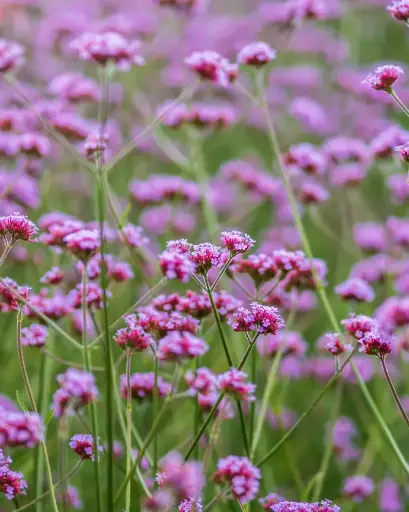 [PRL079] Verbena Bonaerensis