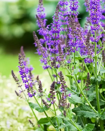 [PRL076] Salvia Leucanta