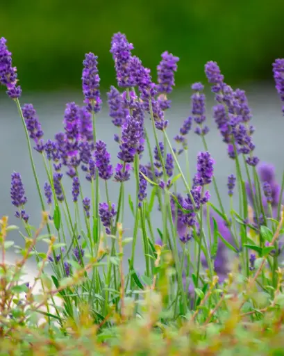 [PRL064] Lavanda Inglesa